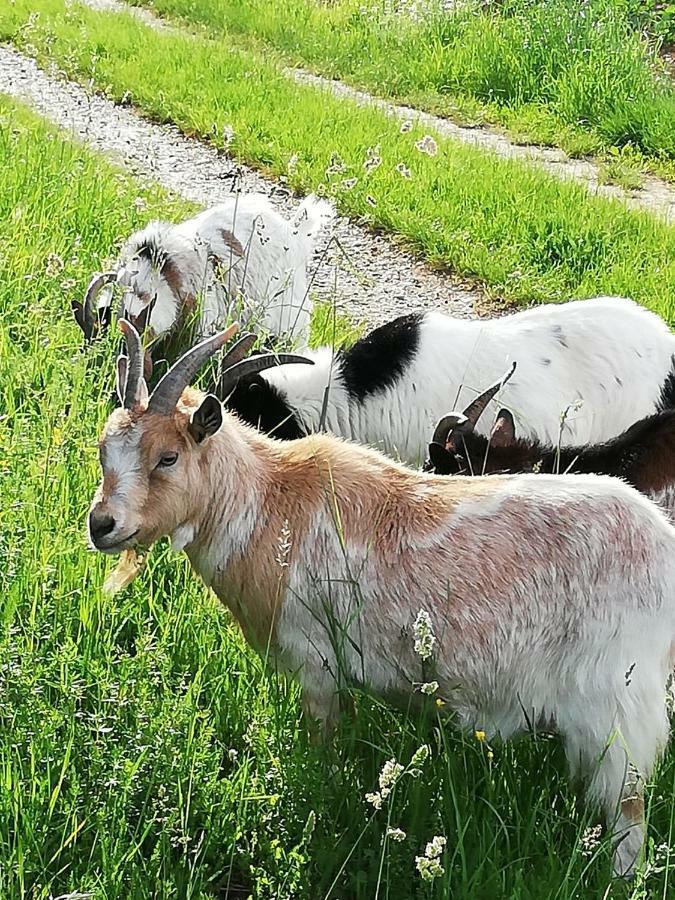 Zantnhof Leilighet Rohrabrunn Eksteriør bilde